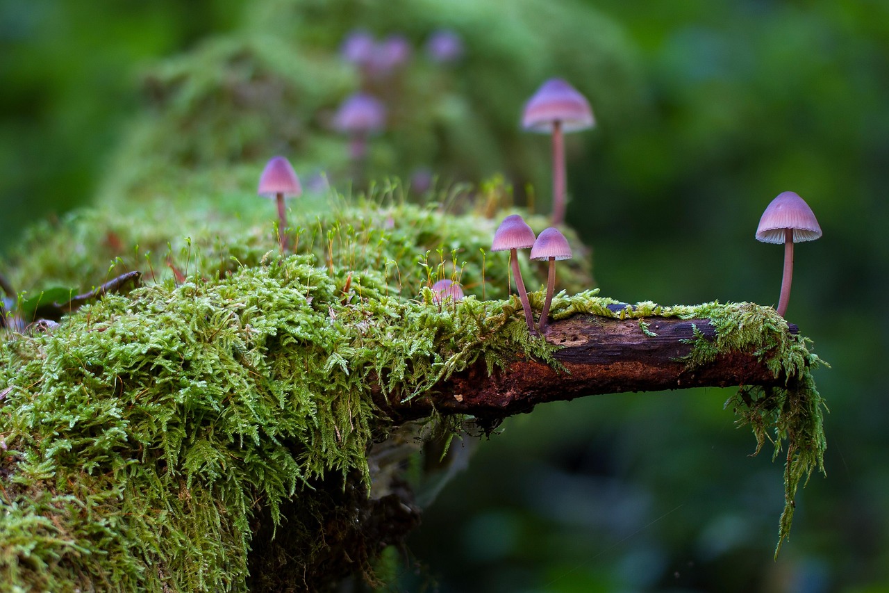 découvrez ce que sont les écosystèmes, comment ils fonctionnent, leur importance pour la planète et la biodiversité, ainsi que les principaux défis auxquels ils sont confrontés aujourd'hui.