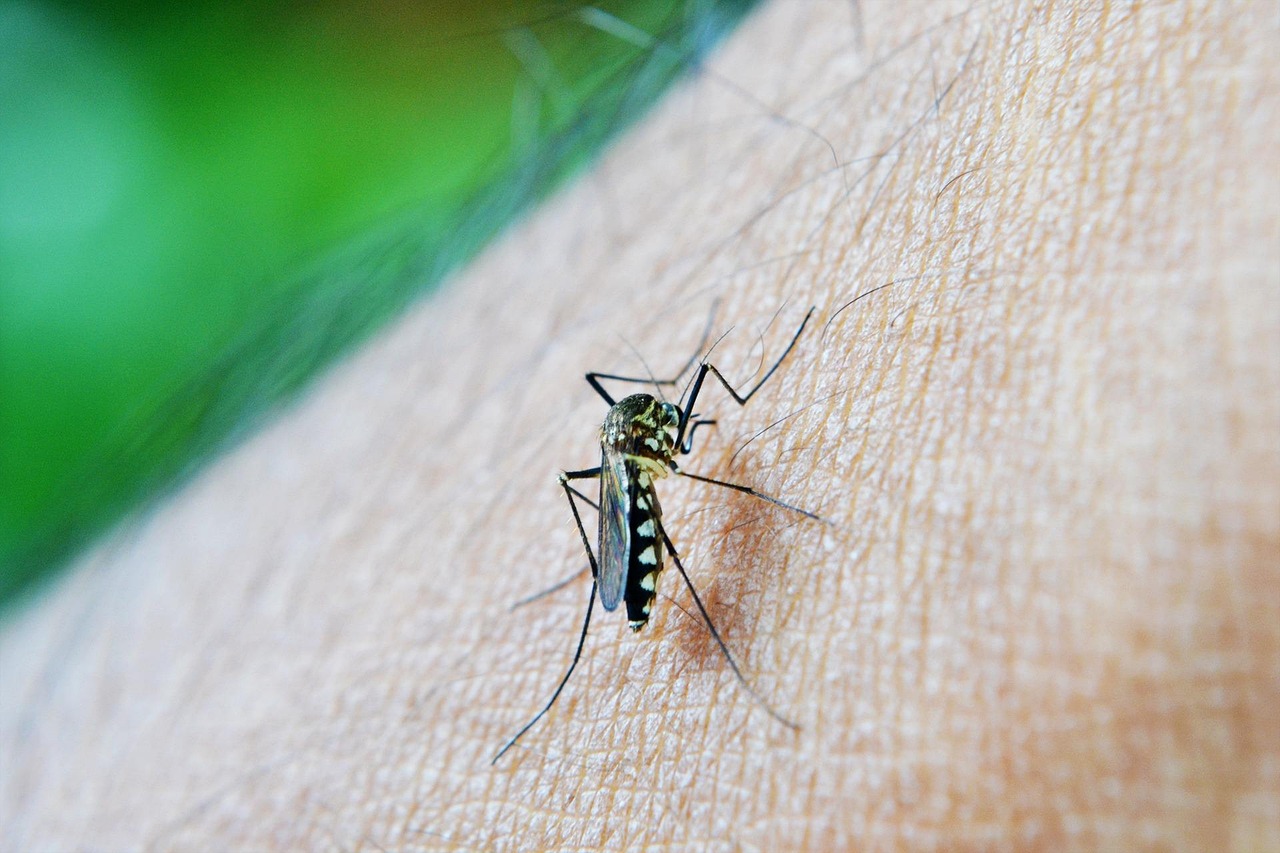 découvrez tout sur la malaria : symptômes, modes de transmission, traitements efficaces et conseils de prévention pour mieux protéger votre santé contre cette maladie infectieuse potentiellement grave.