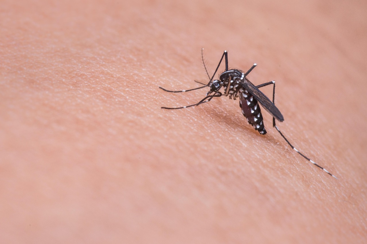 découvrez ce qu'est la malaria, ses symptômes, modes de transmission, traitements et conseils pour la prévention. informez-vous pour mieux vous protéger contre le paludisme.