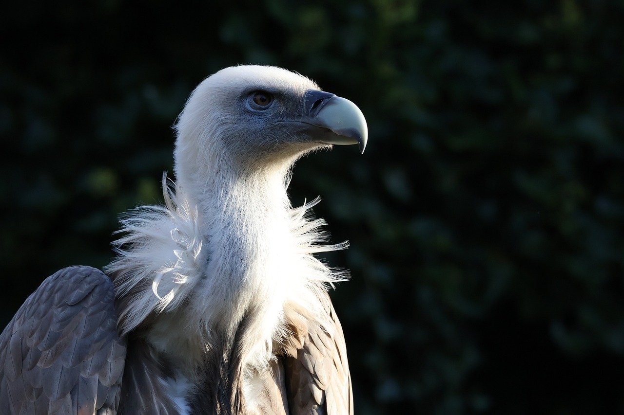découvrez les meilleures méthodes et astuces pour la conservation des aliments, objets et documents afin de préserver leur qualité et leur durabilité au quotidien.
