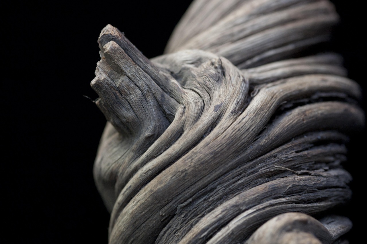 d&eacute;couvrez l'importance de la conservation des mangroves pour prot&eacute;ger la biodiversit&eacute;, lutter contre le changement climatique et soutenir les communaut&eacute;s c&ocirc;ti&egrave;res.