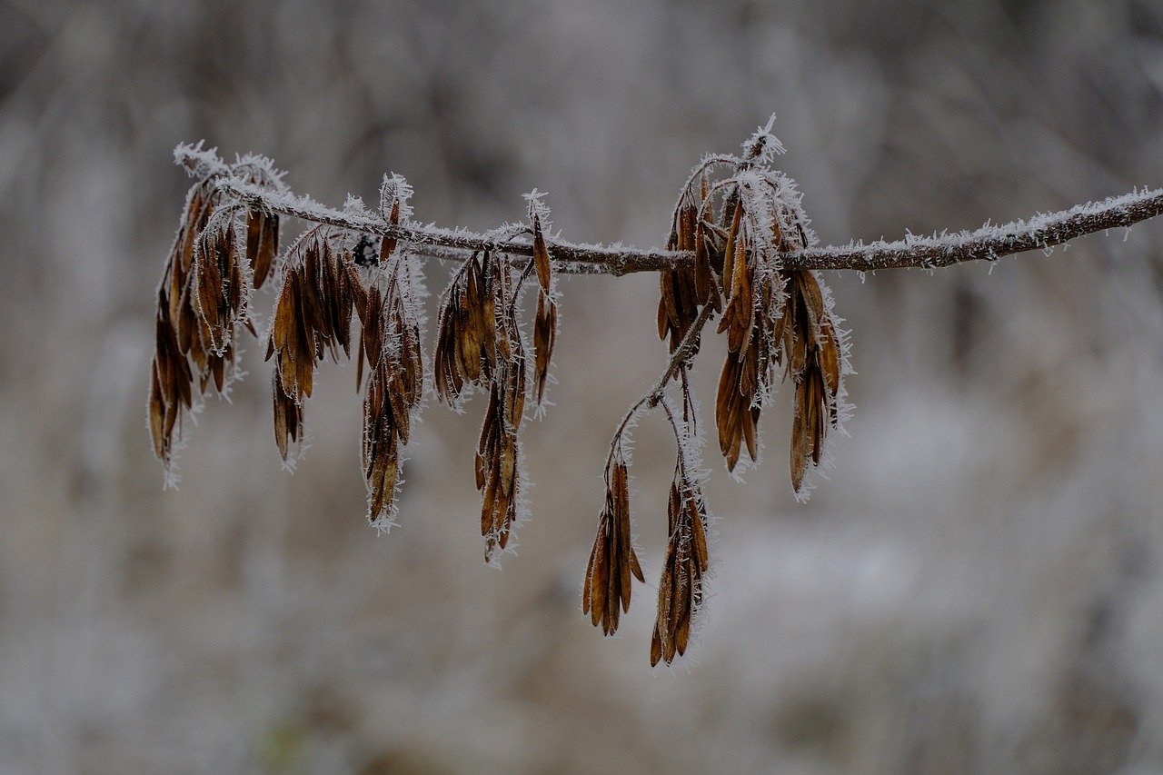 d&eacute;couvrez tout sur le climat neigeux : caract&eacute;ristiques, zones concern&eacute;es et impact sur l'environnement et les activit&eacute;s saisonni&egrave;res.