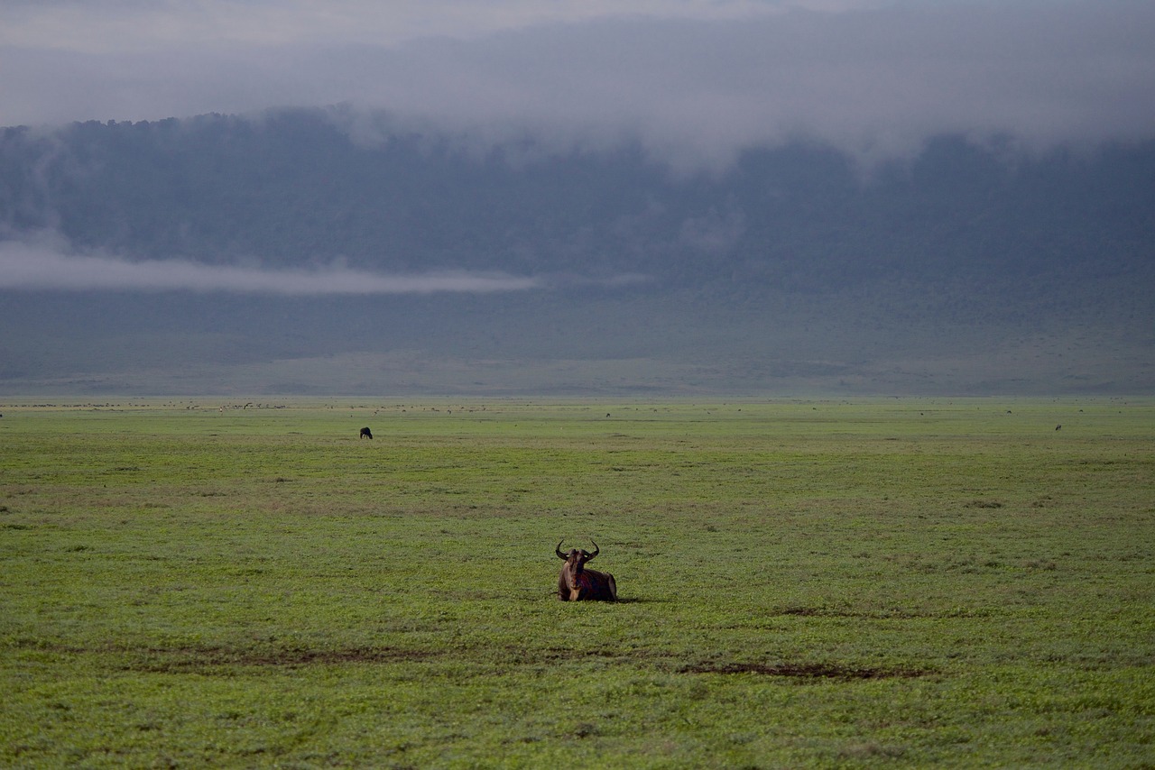 analyse du retrait des états-unis des accords sur le climat et la biodiversité, et ses impacts environnementaux globaux.
