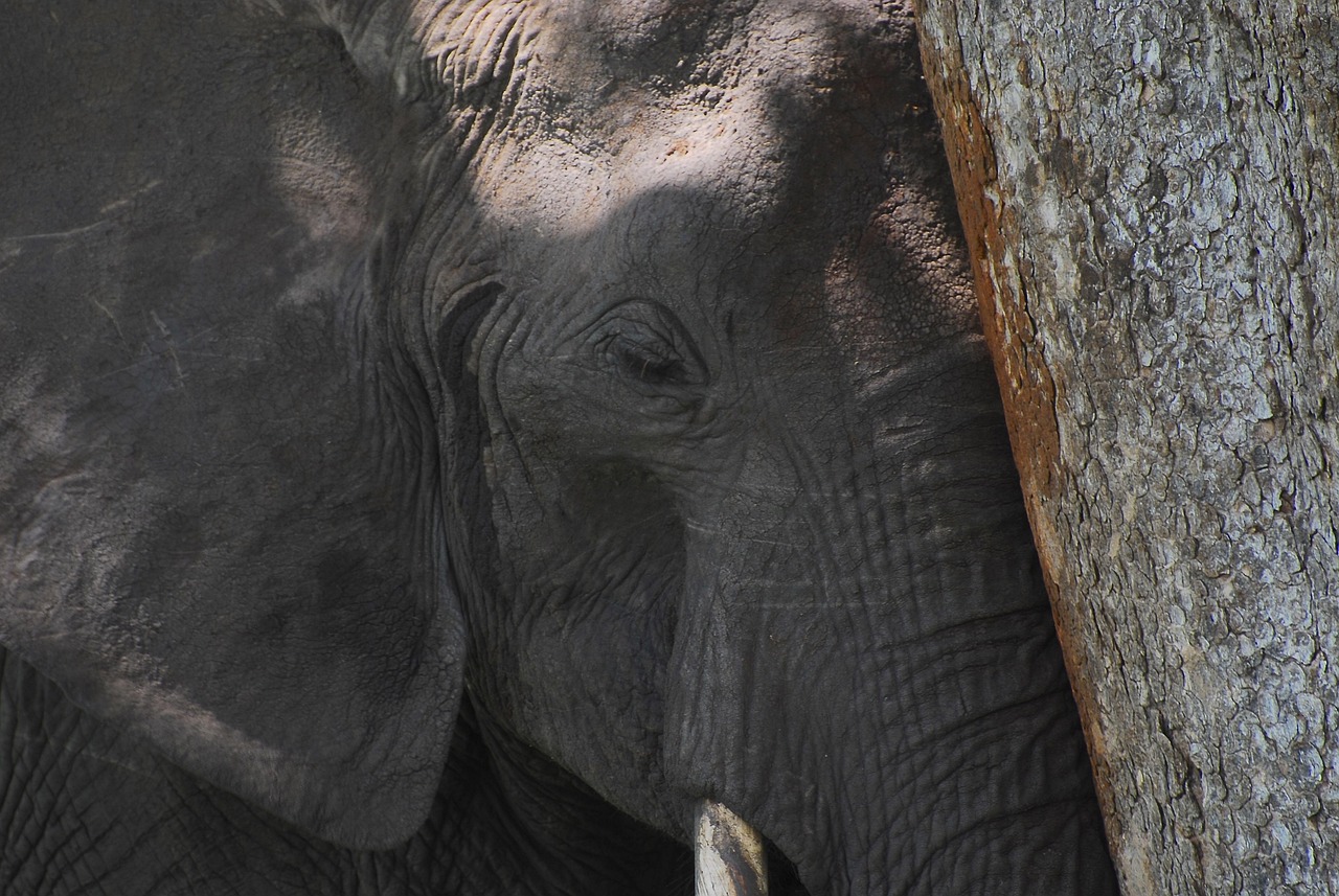 d&eacute;couvrez l'impact du changement climatique en afrique et les initiatives pour un avenir durable sur le continent.