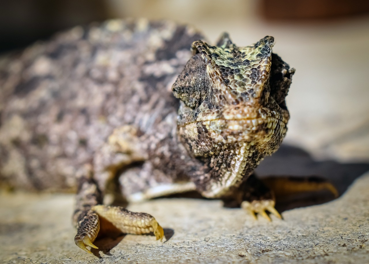 Strat&eacute;gies d&rsquo;adaptation face aux al&eacute;as climatiques : un guide