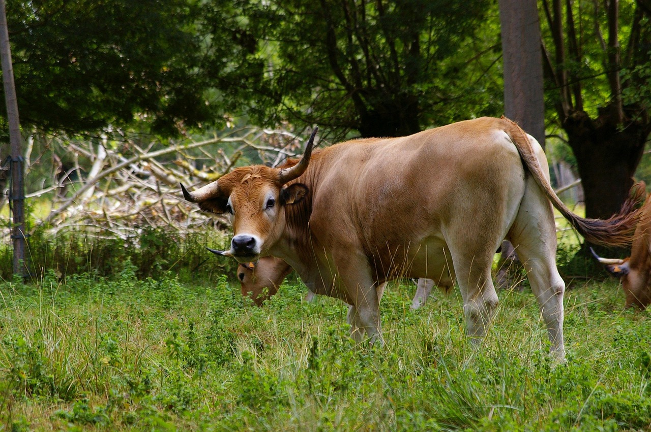 d&eacute;couvrez les innovations climatiques dans le marais poitevin, un &eacute;cosyst&egrave;me unique engag&eacute; dans la pr&eacute;servation de l'environnement et le d&eacute;veloppement durable.