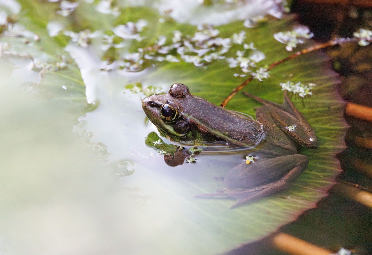 découvrez l'importance des zones humides d'eau douce, leurs écosystèmes uniques et leur rôle crucial dans la biodiversité et la protection de l'environnement.