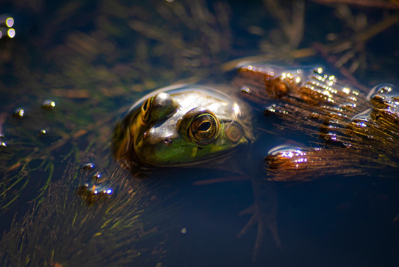 découvrez l'importance des zones humides d'eau douce, des écosystèmes essentiels pour la biodiversité, la purification de l'eau et la protection contre les inondations.