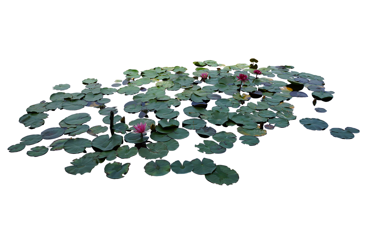 découvrez l'importance des zones humides d'eau douce, des écosystèmes essentiels pour la biodiversité, la filtration de l'eau et la protection contre les inondations.