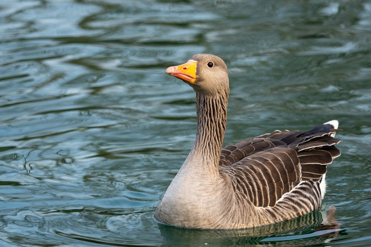 Migrations animales : les voyages fascinants qui surpassent tous les records