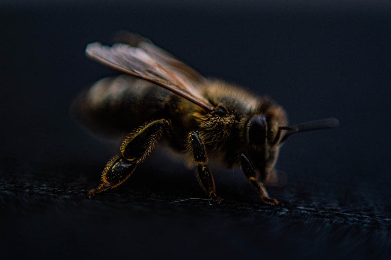 d&eacute;couvrez le bee wrap, une alternative &eacute;cologique au film plastique pour conserver vos aliments naturellement avec du tissu enduit de cire d'abeille.