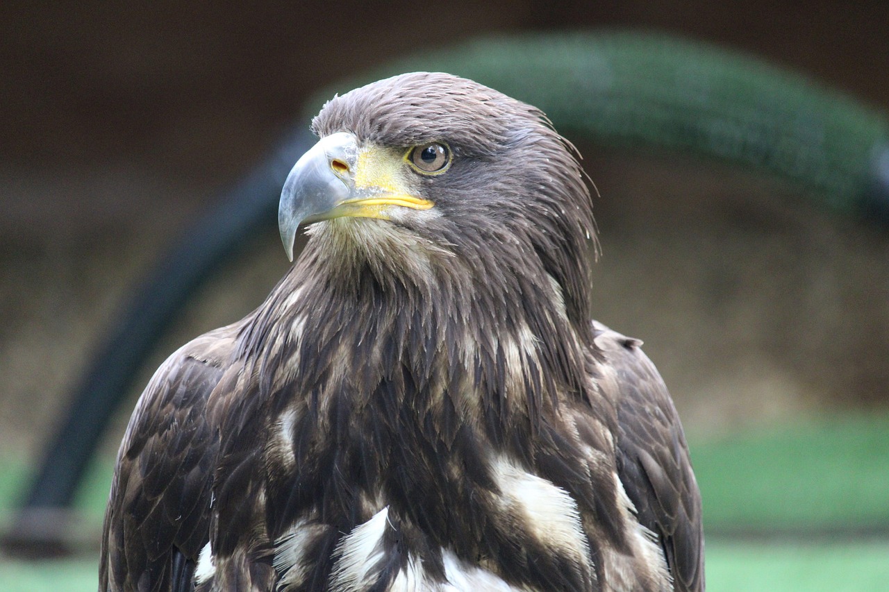 d&eacute;couvrez un sanctuaire d'oiseaux d&eacute;di&eacute; &agrave; la protection et &agrave; la pr&eacute;servation des esp&egrave;ces aviaires dans un environnement naturel et s&eacute;curis&eacute;.