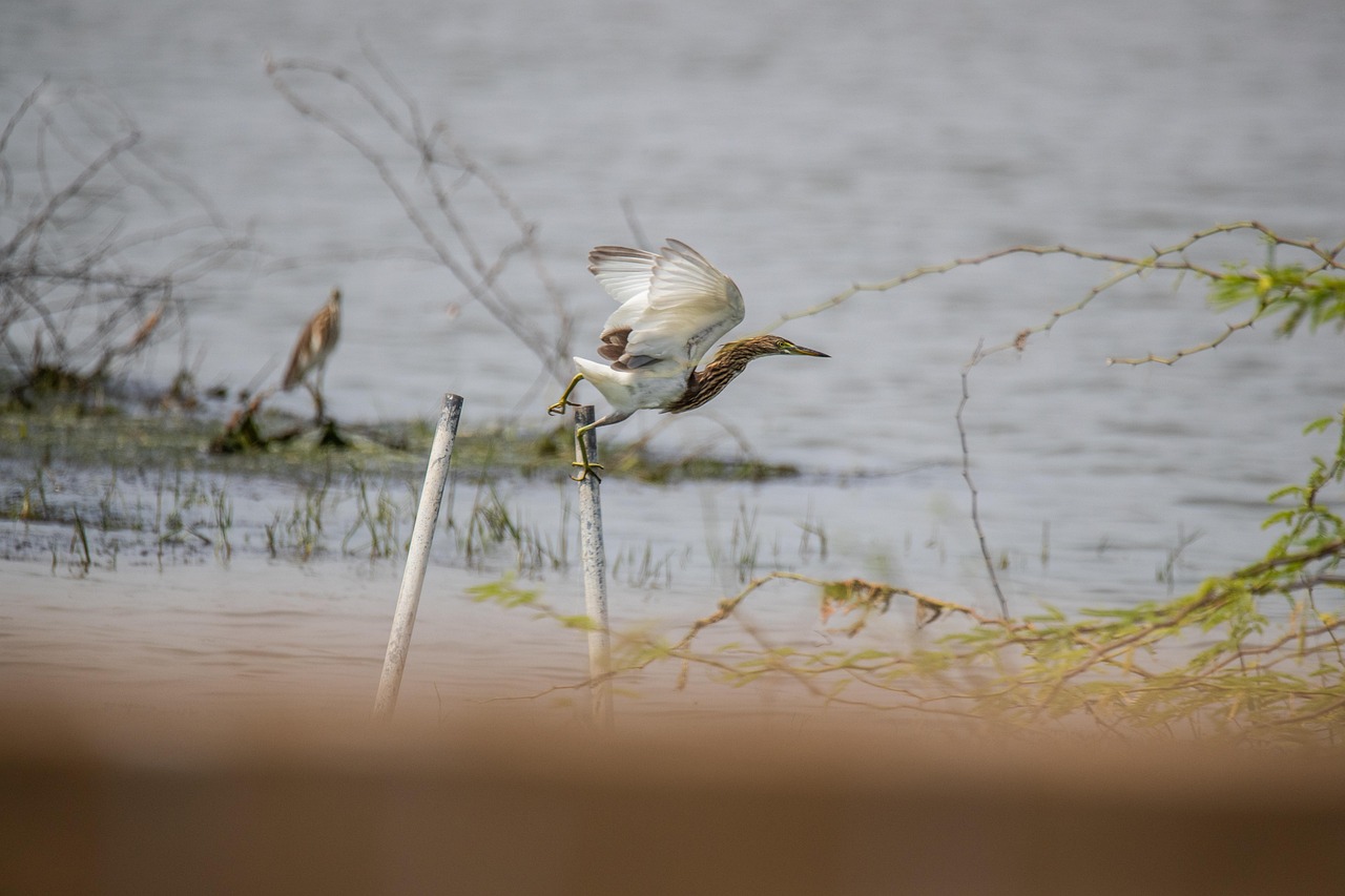 d&eacute;couvrez notre sanctuaire d'oiseaux, un lieu d&eacute;di&eacute; &agrave; la protection et &agrave; l'observation des esp&egrave;ces aviaires dans un environnement naturel et s&eacute;curis&eacute;.