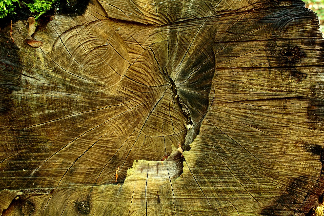 d&eacute;couvrez les causes, les impacts et les solutions face &agrave; la d&eacute;forestation, un enjeu crucial pour la biodiversit&eacute; et le climat mondial.