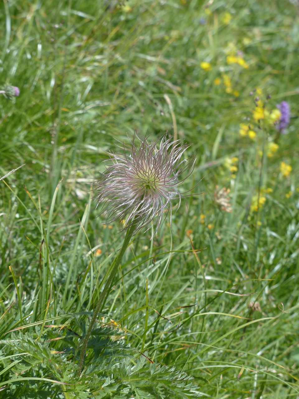 d&eacute;couvrez le concept de diaspora, ses origines, son impact culturel et social &agrave; travers le monde, ainsi que les exp&eacute;riences des communaut&eacute;s diasporiques.