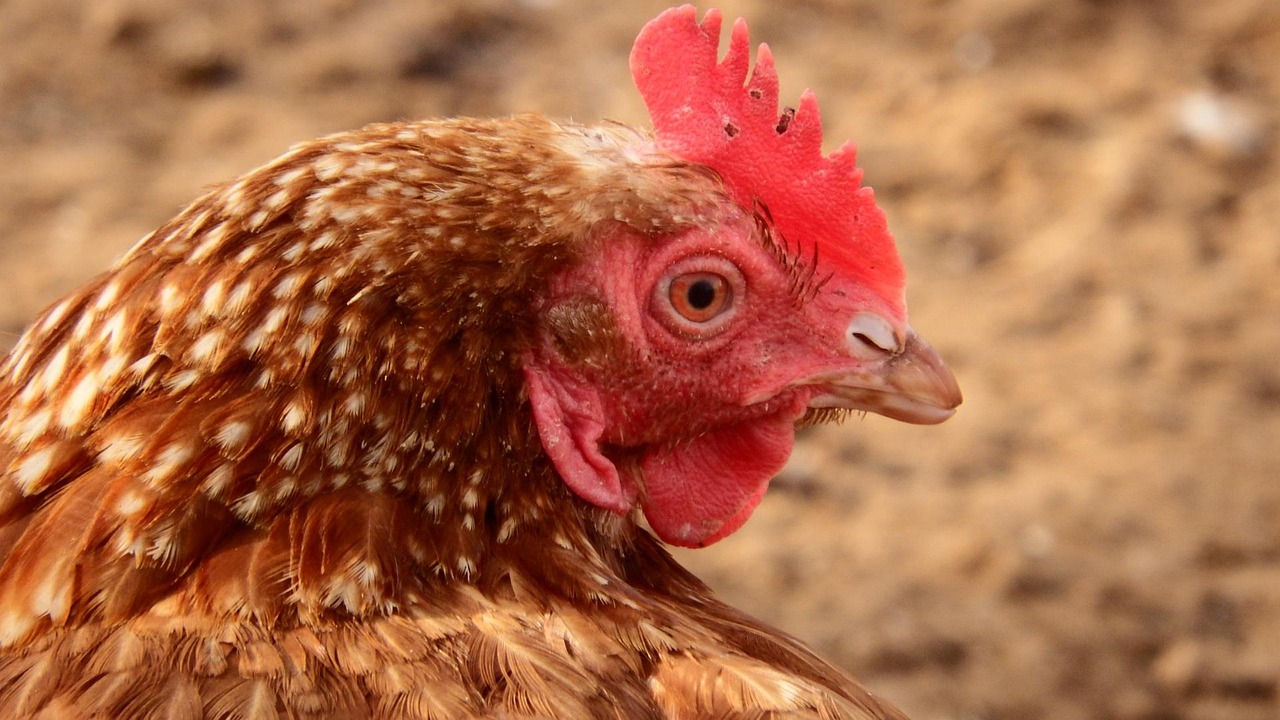 d&eacute;couvrez l'origine et l'histoire fascinante derri&egrave;re ce concept unique.