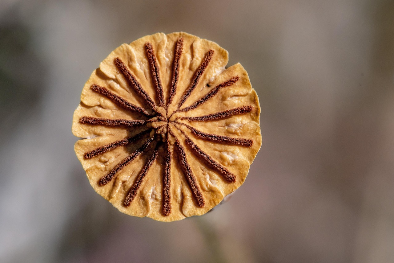 découvrez tout sur les graines : types, utilisations, bienfaits et conseils pour les cultiver facilement chez vous.