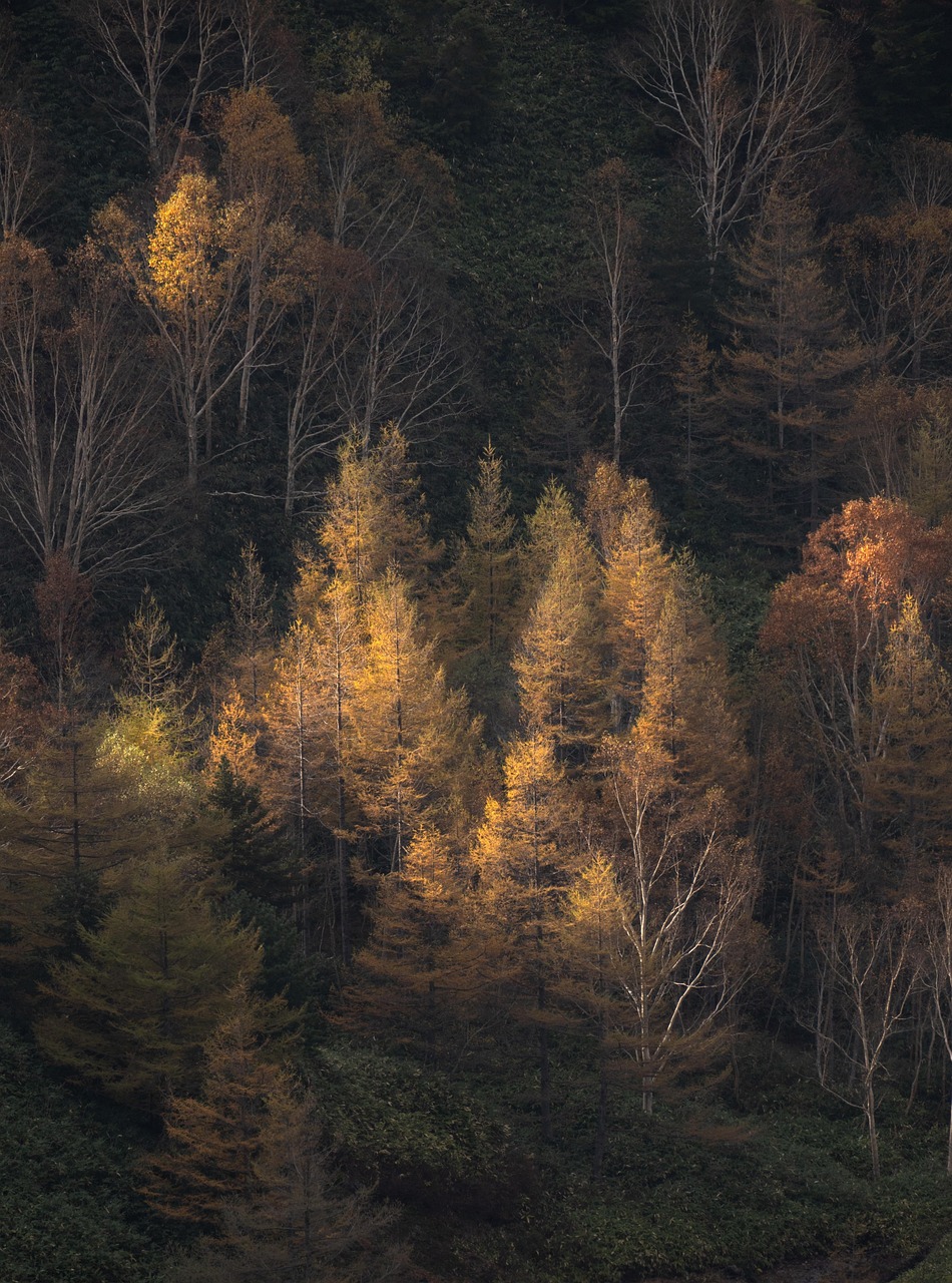 d&eacute;couvrez tout sur les arbres : leurs types, leur importance &eacute;cologique, leur croissance et comment les prot&eacute;ger pour un avenir durable.