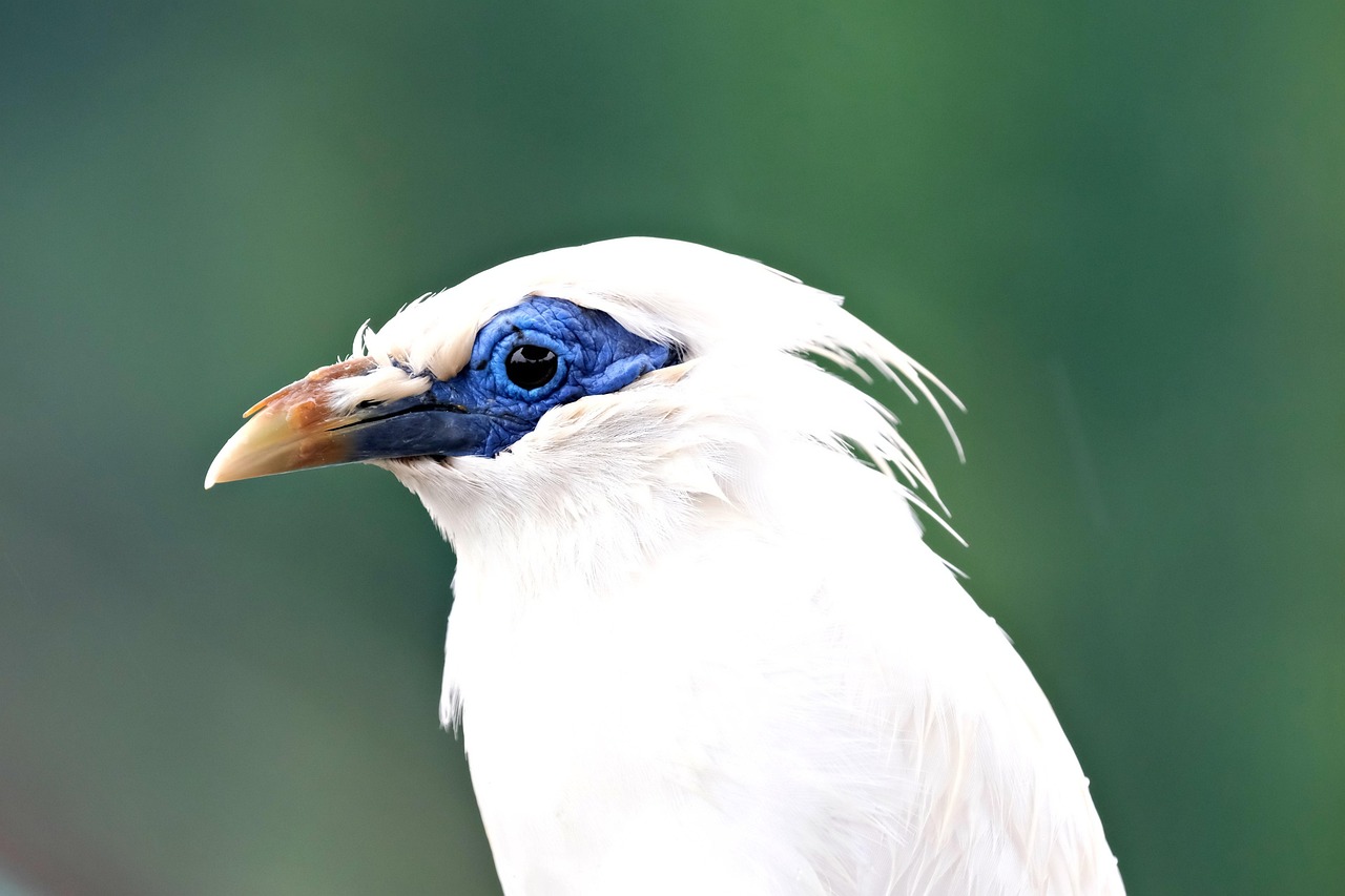 d&eacute;couvrez bally bagayoko, un talent exceptionnel alliant cr&eacute;ativit&eacute; et expertise pour des projets uniques et inspirants.