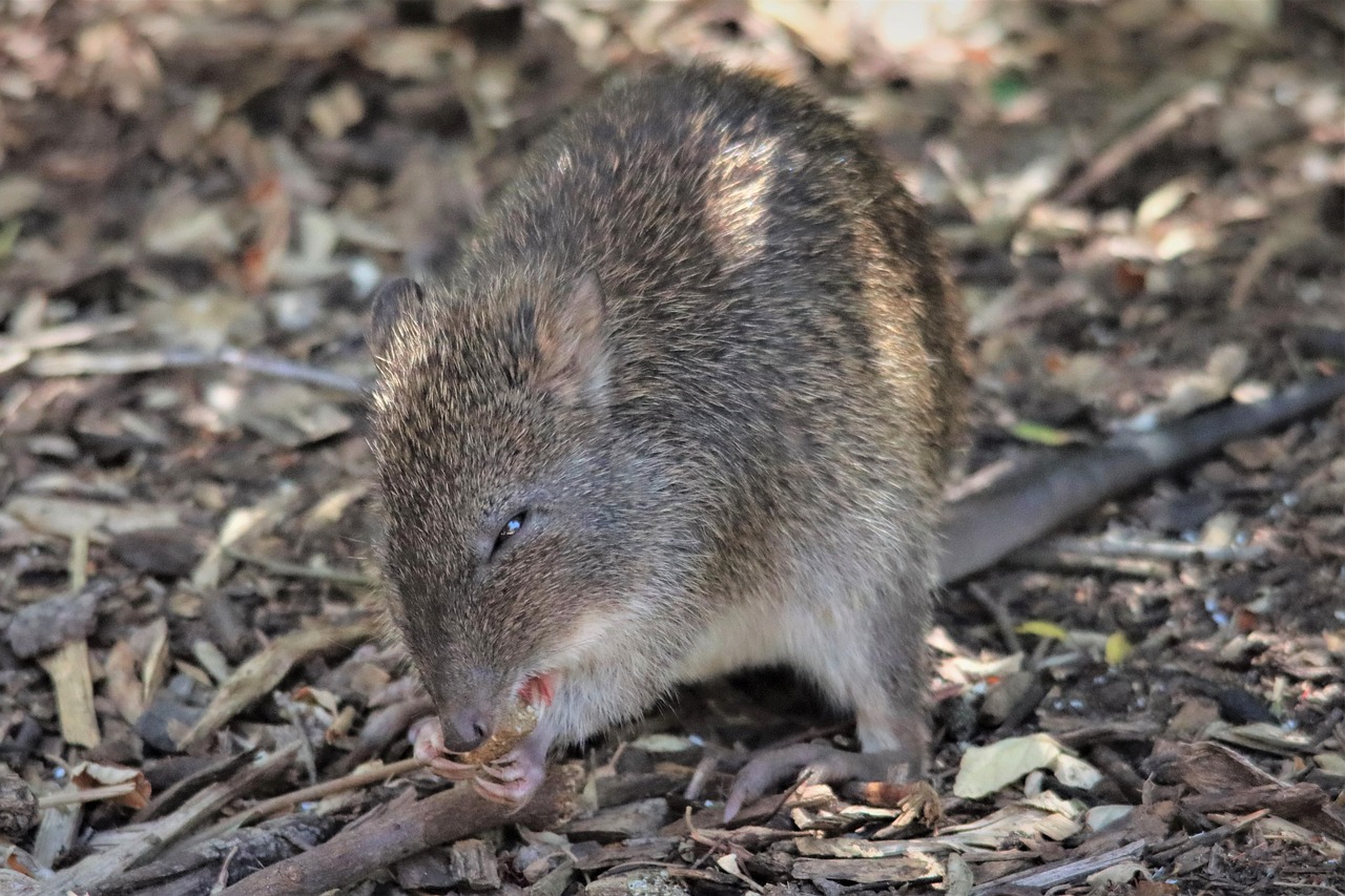 d&eacute;couvrez les bandicoots, de petits marsupiaux australiens fascinants, connus pour leur agilit&eacute; et leur r&ocirc;le unique dans l'&eacute;cosyst&egrave;me.