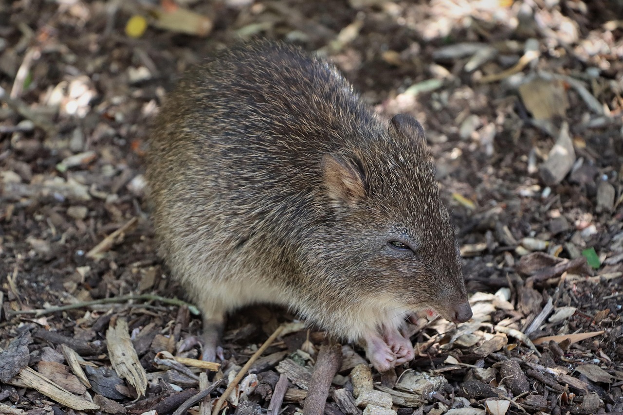 d&eacute;couvrez tout sur les bandicoots, ces marsupiaux fascinants originaires d'australie, connus pour leur agilit&eacute; et leur r&ocirc;le important dans l'&eacute;cosyst&egrave;me.