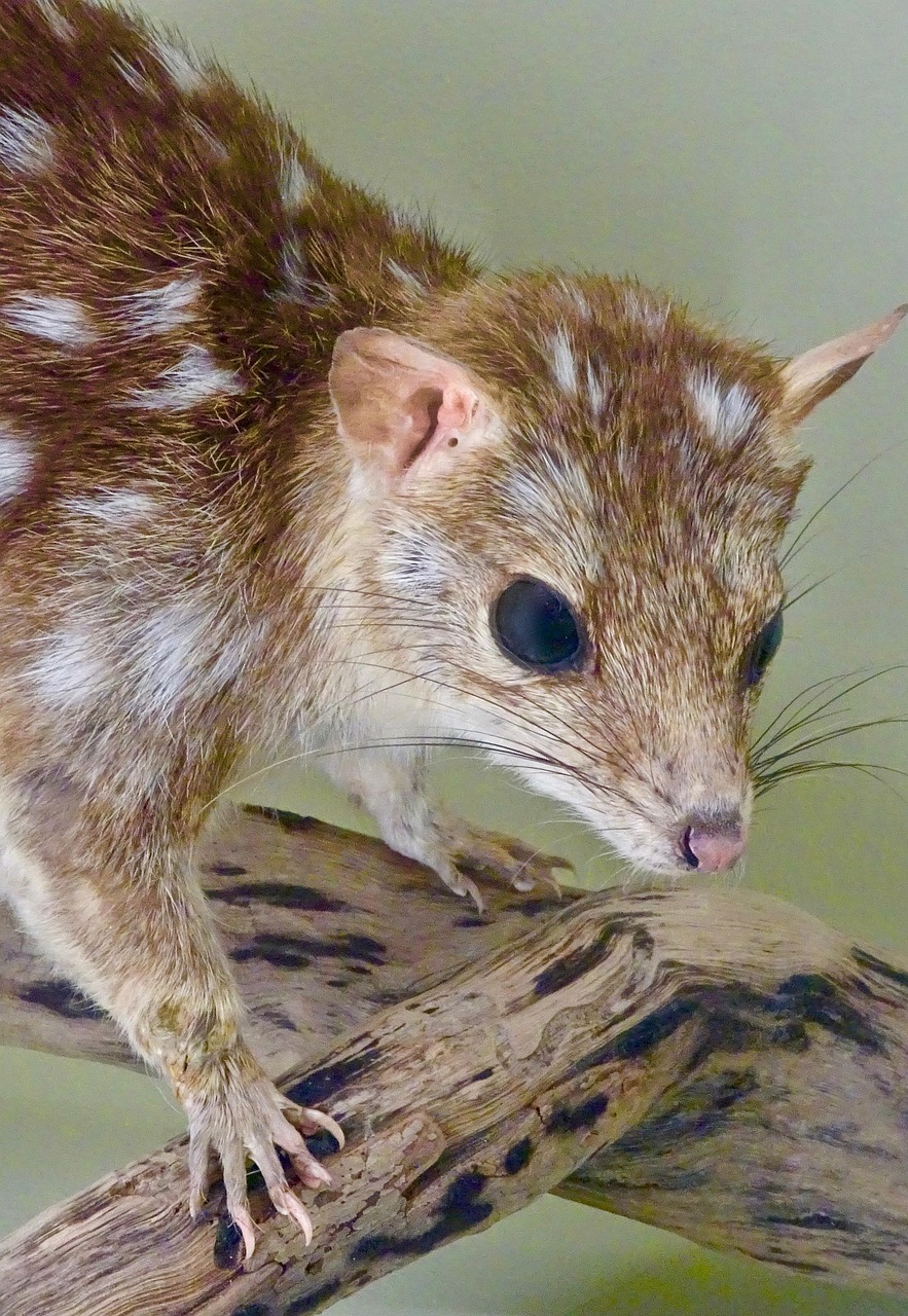 d&eacute;couvrez tout sur les bandicoots : leurs habitats, comportements et faits fascinants sur ces marsupiaux uniques d'australie.