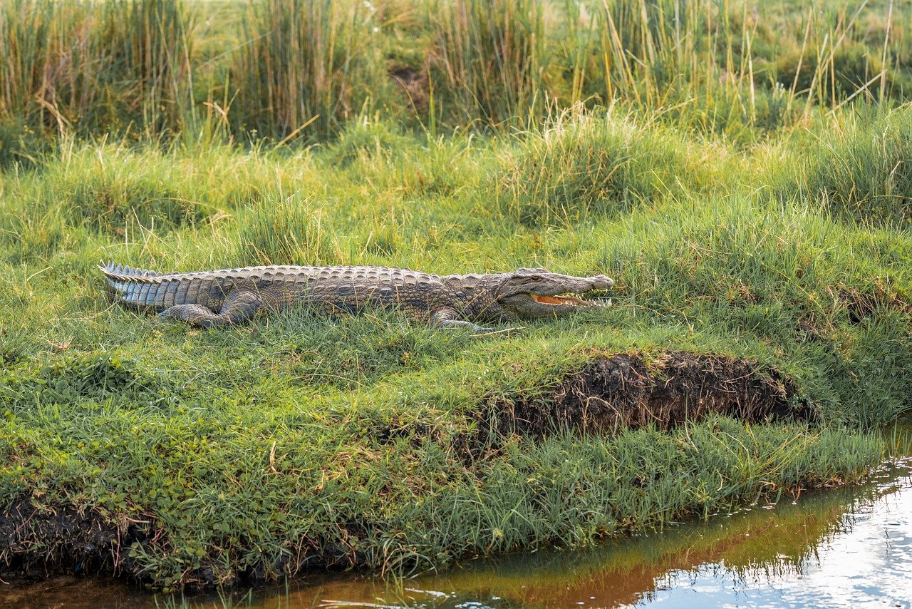 d&eacute;couvrez le requin p&egrave;lerin, le deuxi&egrave;me plus grand poisson au monde, r&eacute;put&eacute; pour sa nature paisible et son alimentation filtrante dans les eaux temp&eacute;r&eacute;es.