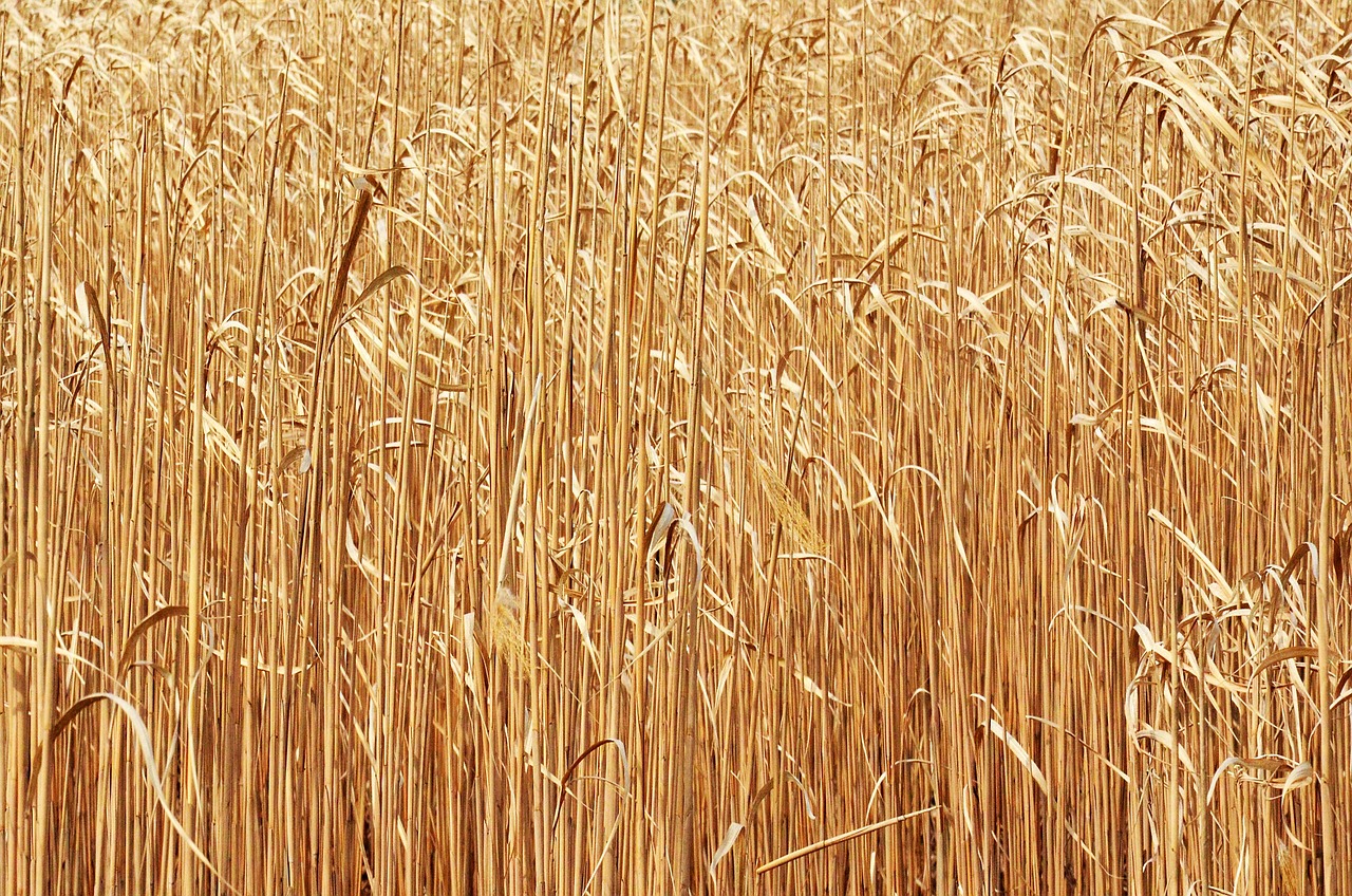 découvrez les biocarburants : des alternatives renouvelables aux combustibles fossiles, pour une énergie plus propre et durable.