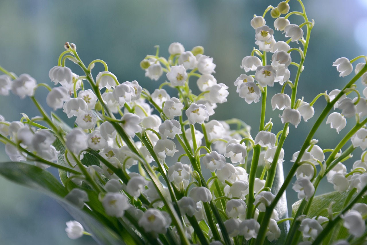 r&eacute;colte pr&eacute;coce du muguet : d&eacute;couvrez les meilleures pratiques pour cueillir ces fleurs d&eacute;licates au bon moment, garantissant fra&icirc;cheur et parfum optimal.