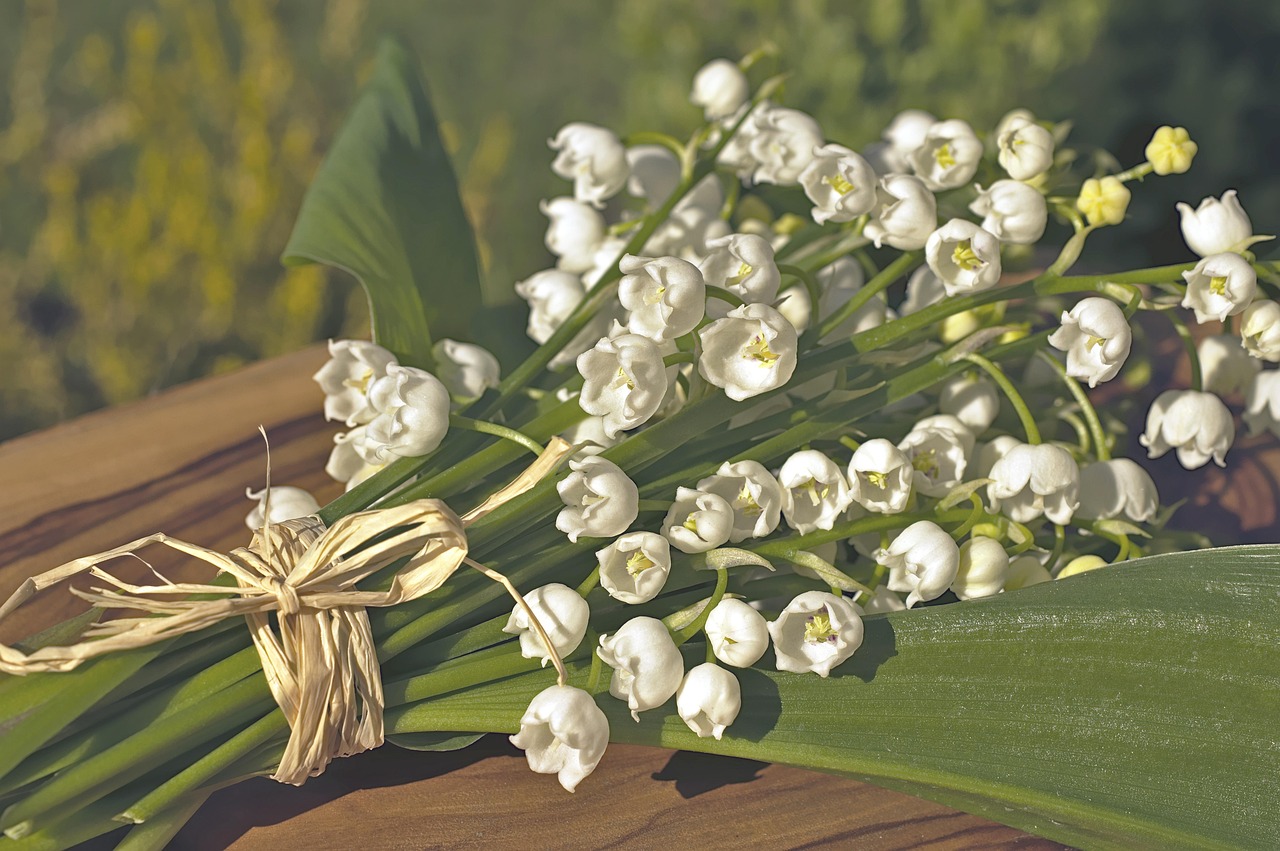 r&eacute;colte pr&eacute;coce du muguet : d&eacute;couvrez le moment id&eacute;al pour cueillir ces fleurs d&eacute;licates et parfum&eacute;es au d&eacute;but de la saison.