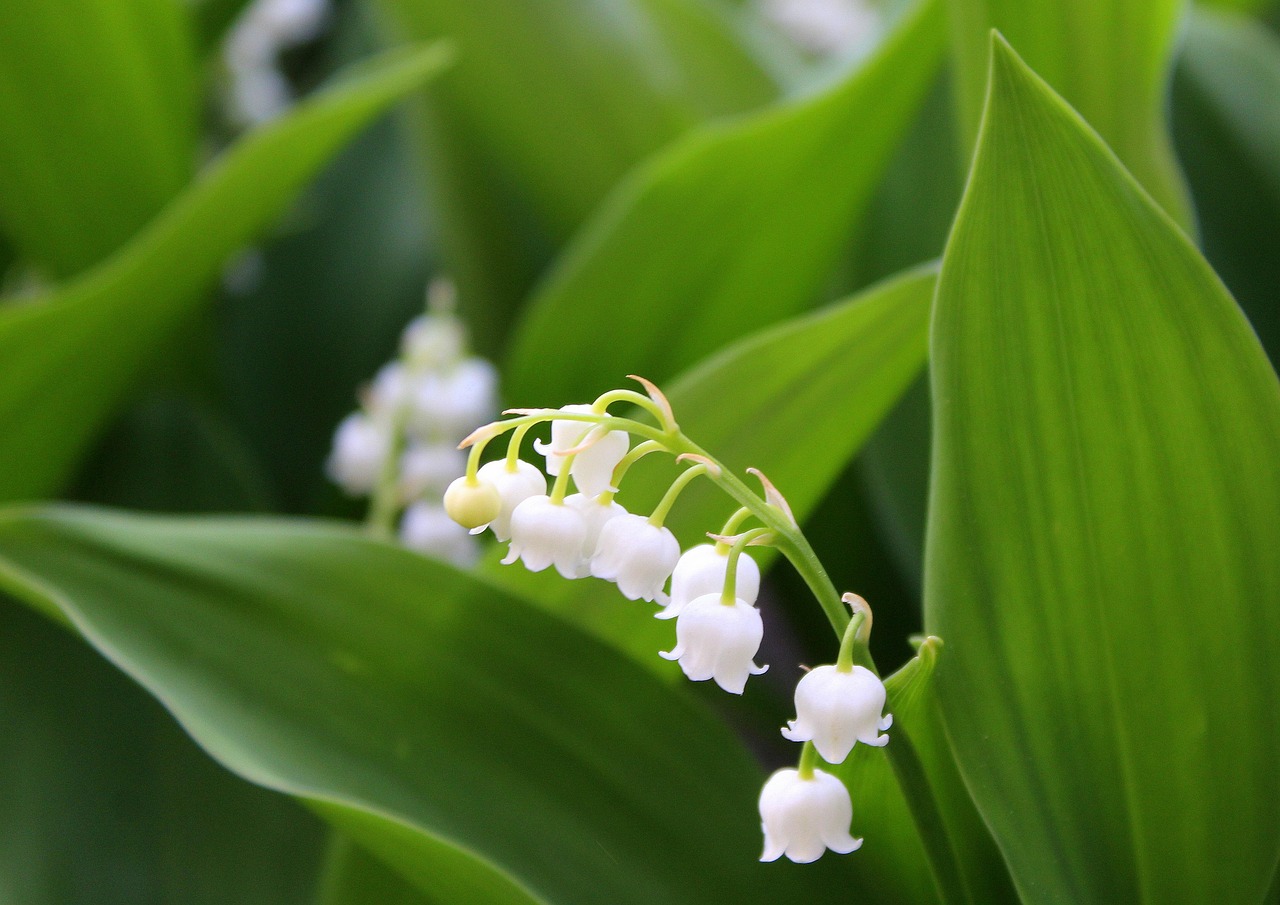 r&eacute;colte pr&eacute;coce du muguet : d&eacute;couvrez les meilleures pratiques pour cueillir les clochettes parfum&eacute;es au d&eacute;but de la saison.
