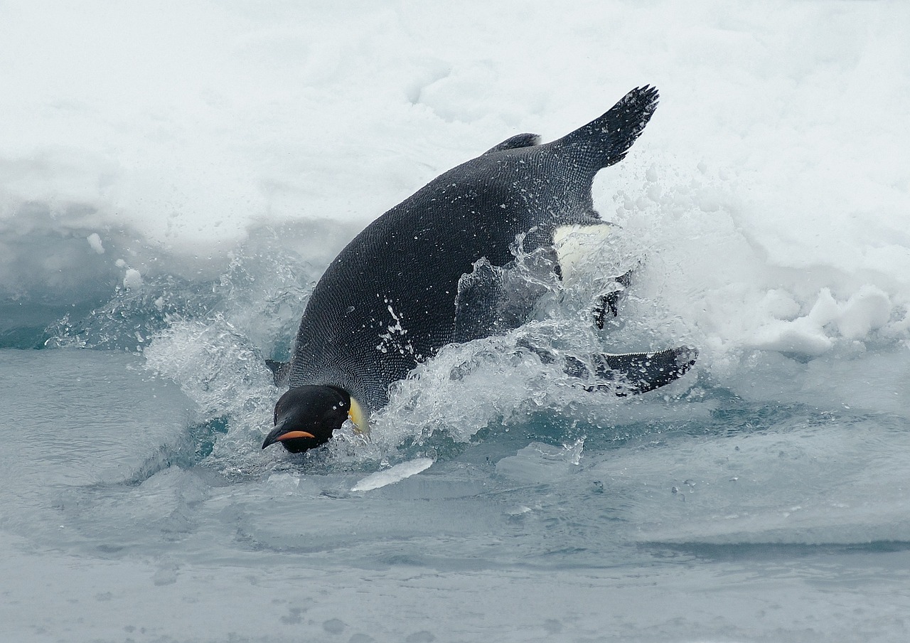 d&eacute;couvrez l'empereur des manchots, le plus grand et majestueux des manchots, c&eacute;l&egrave;bre pour son adaptation unique aux conditions extr&ecirc;mes de l'antarctique.