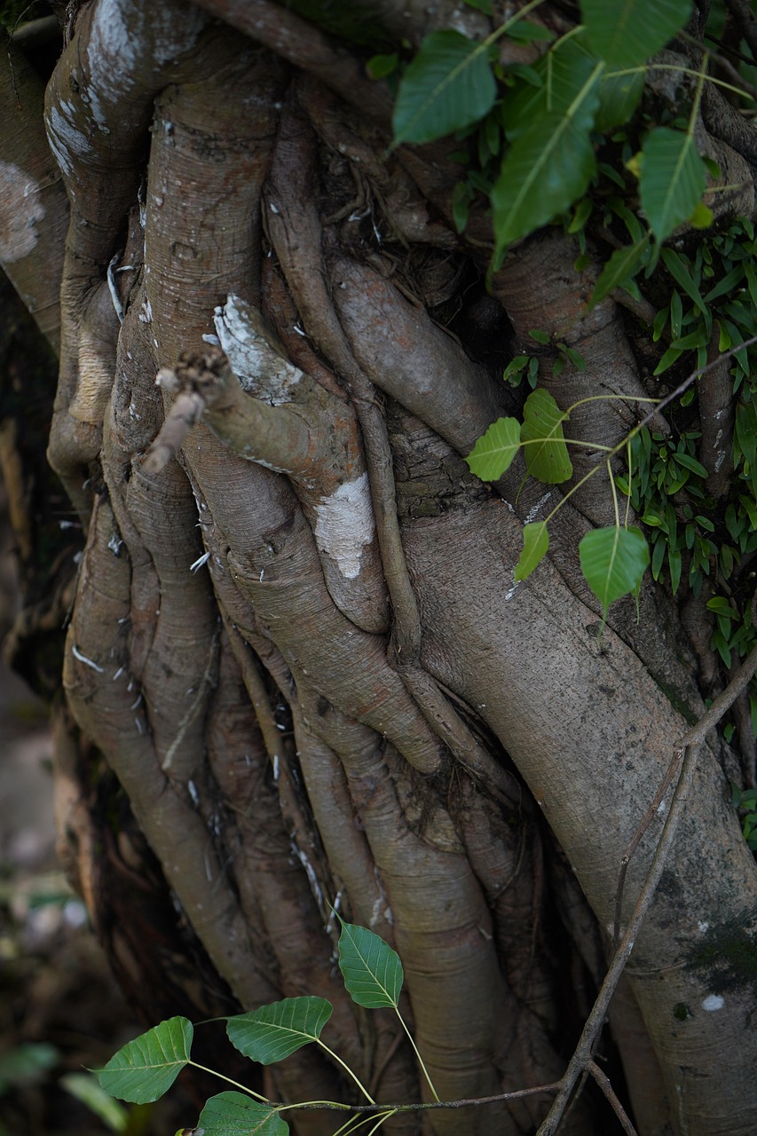 d&eacute;couvrez les enjeux et les techniques de l'exploration environnementale pour mieux comprendre et prot&eacute;ger notre plan&egrave;te.