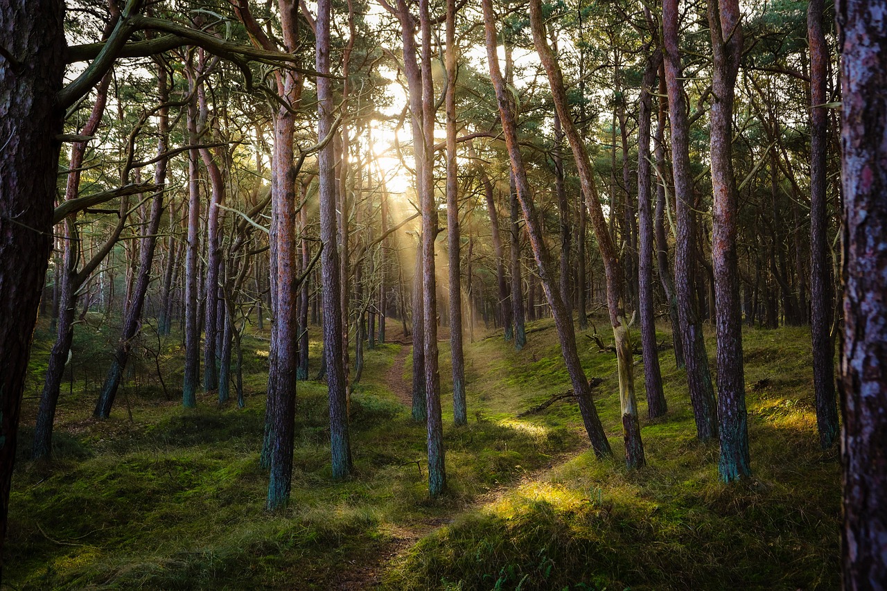 d&eacute;couvrez la beaut&eacute; et la diversit&eacute; des for&ecirc;ts, essentiels &agrave; la biodiversit&eacute; et au climat de notre plan&egrave;te.