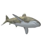 d&eacute;couvrez tout sur le grand requin blanc, un pr&eacute;dateur marin impressionnant, son habitat, son comportement et son r&ocirc;le dans l'&eacute;cosyst&egrave;me oc&eacute;anique.