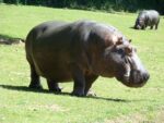 menace d'abattage des hippopotames : comprendre les enjeux et les cons&eacute;quences pour la conservation de cette esp&egrave;ce embl&eacute;matique.