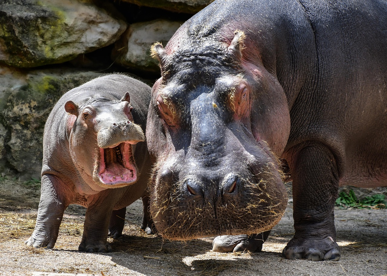 la menace de l'abattage des hippopotames : enjeux, causes et impacts sur la biodiversit&eacute;.