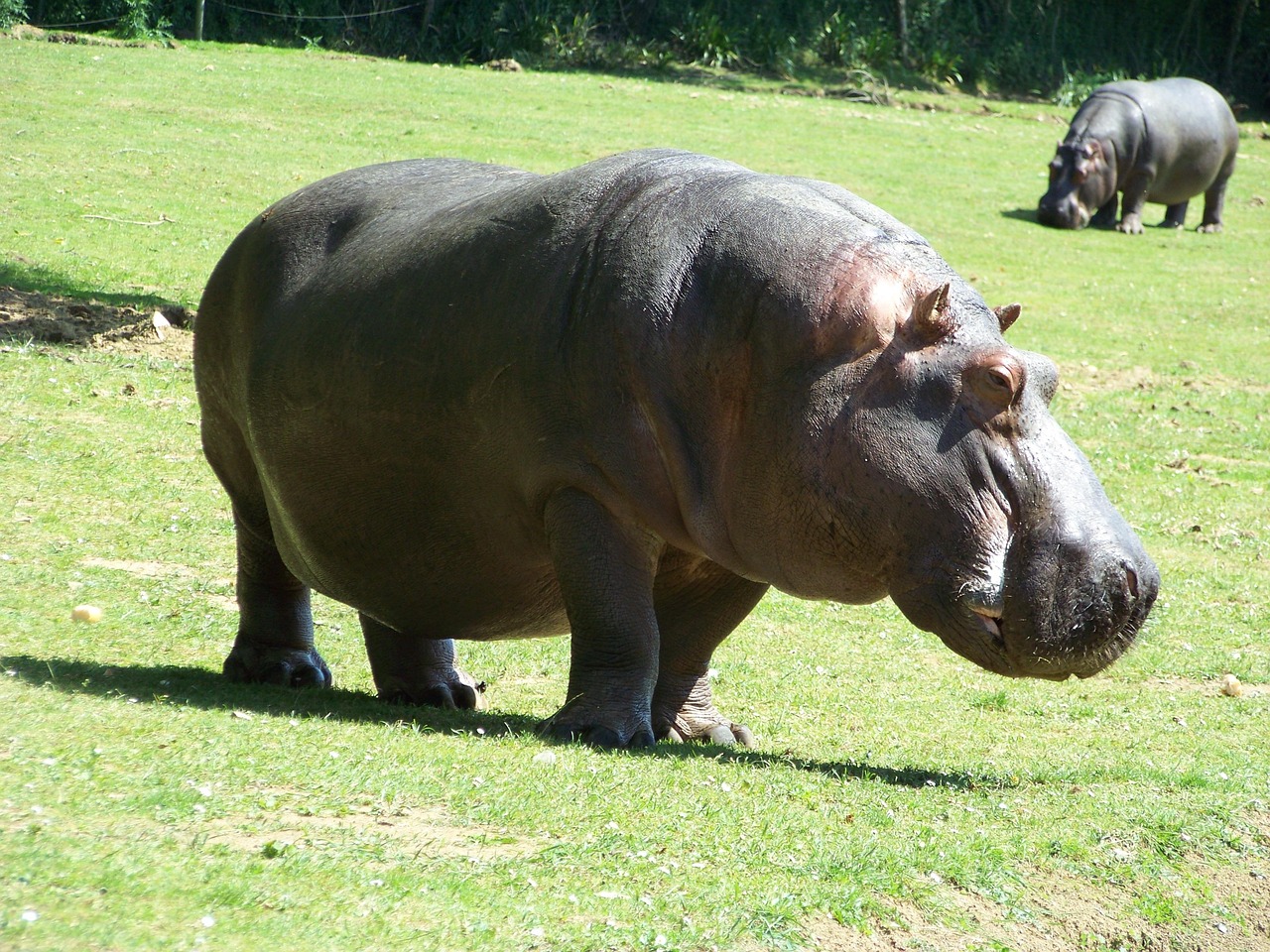 menace d'abattage des hippopotames : comprendre les enjeux et les cons&eacute;quences pour la conservation de cette esp&egrave;ce embl&eacute;matique.