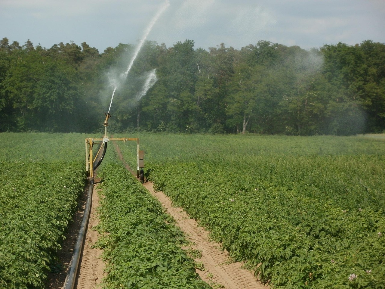 techniques efficaces d'irrigation pour la culture de la pomme de terre afin d'optimiser la croissance et le rendement.