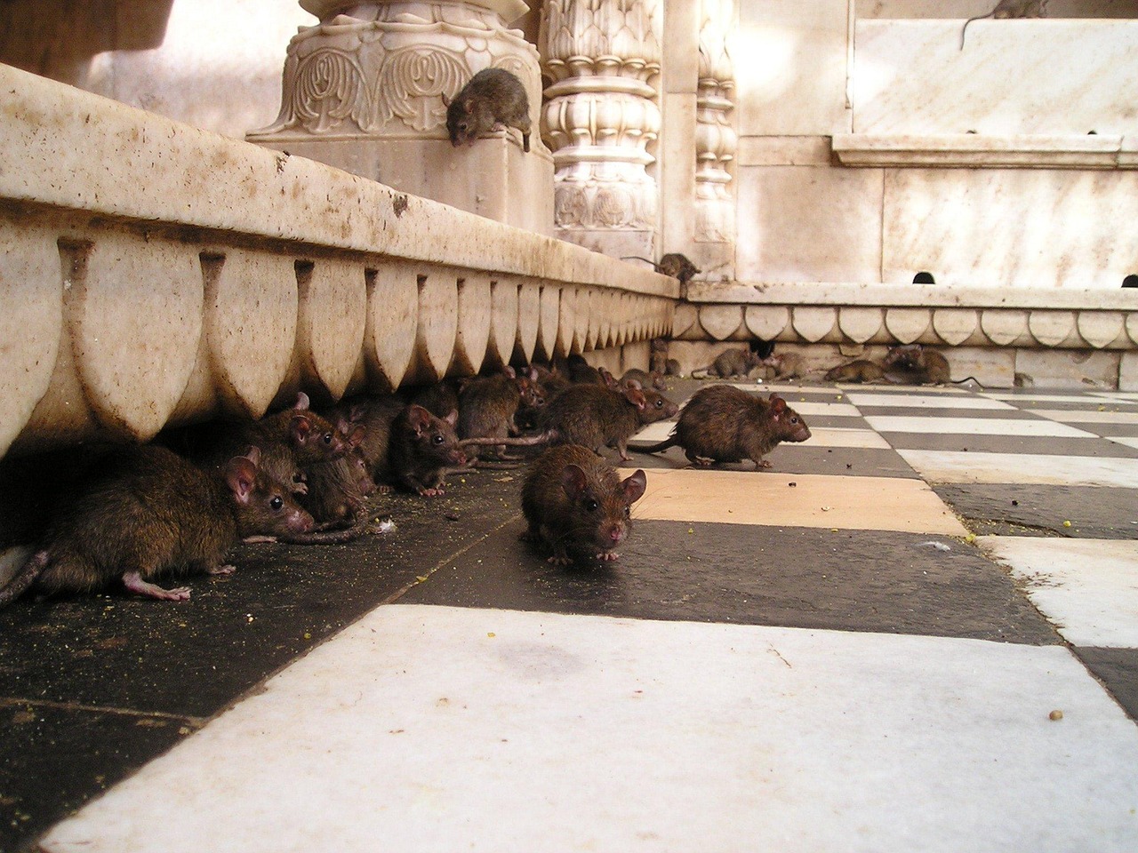d&eacute;couvrez comment identifier, pr&eacute;venir et contr&ocirc;ler la prolif&eacute;ration des rats pour prot&eacute;ger votre environnement et votre sant&eacute;.