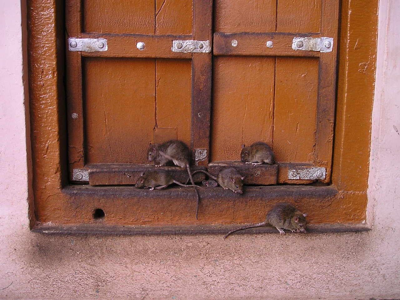 d&eacute;couvrez comment pr&eacute;venir et contr&ocirc;ler la prolif&eacute;ration des rats pour prot&eacute;ger votre sant&eacute; et votre habitat des nuisances et des risques sanitaires.