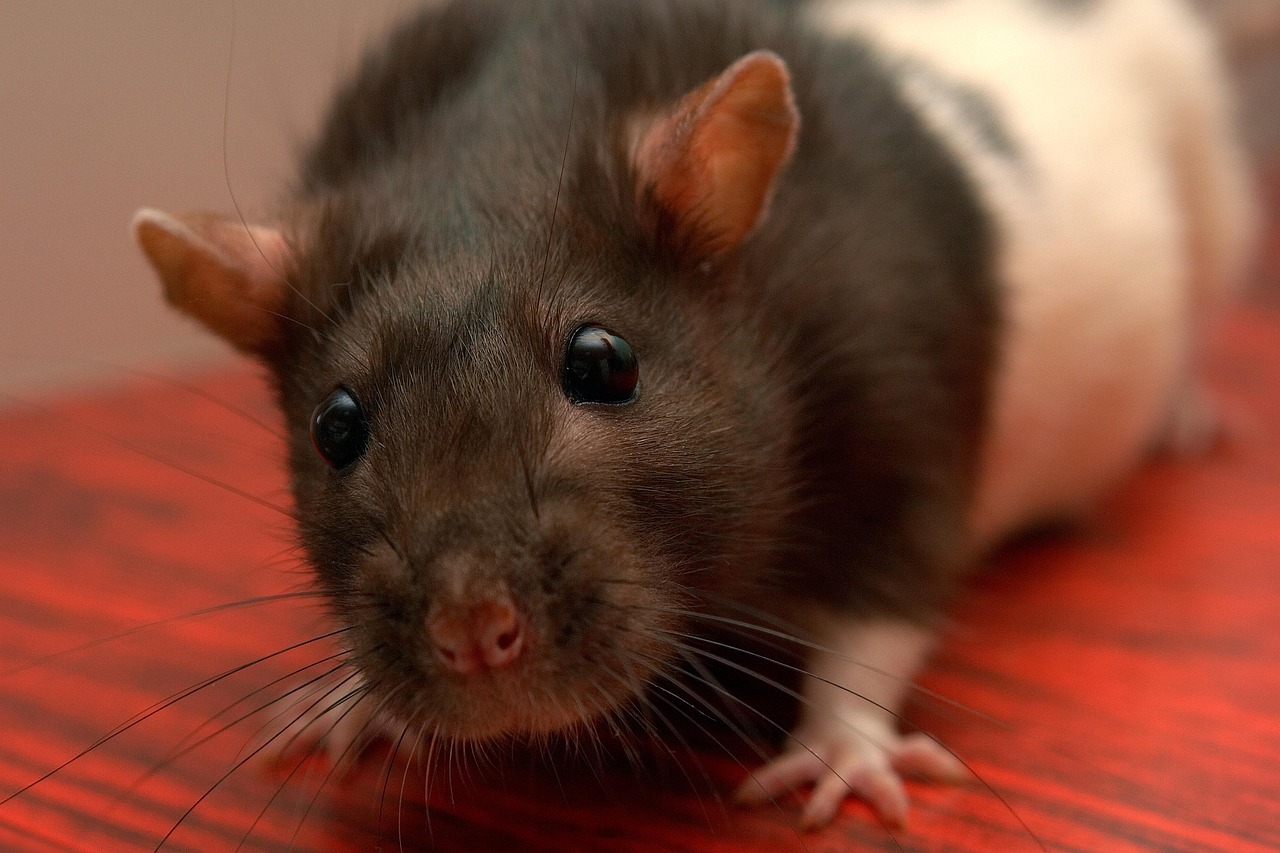 d&eacute;couvrez comment identifier et contr&ocirc;ler la prolif&eacute;ration des rats pour prot&eacute;ger votre environnement et assurer votre s&eacute;curit&eacute; sanitaire.