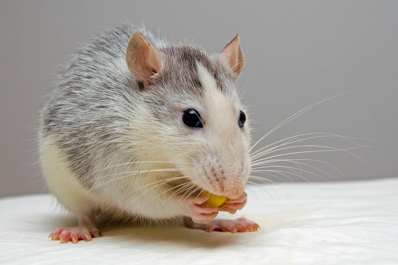 d&eacute;couvrez comment comprendre et ma&icirc;triser la prolif&eacute;ration des rats pour prot&eacute;ger votre environnement et votre sant&eacute;.