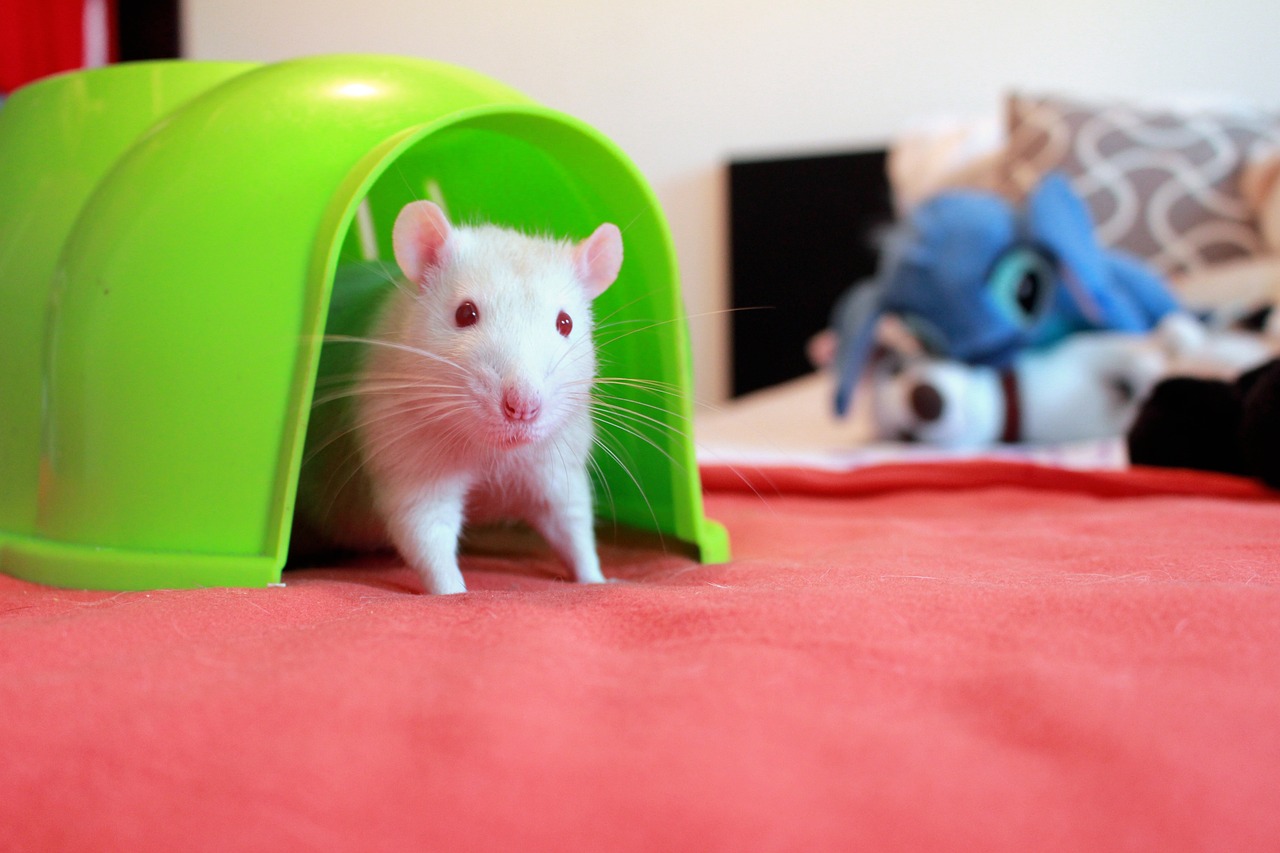 d&eacute;couvrez comment pr&eacute;venir et contr&ocirc;ler la prolif&eacute;ration des rats pour prot&eacute;ger votre habitation et votre sant&eacute;.
