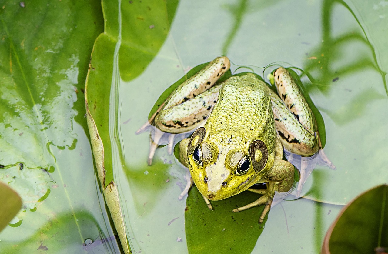 découvrez l'importance des zones humides, des écosystèmes essentiels pour la biodiversité, la filtration de l'eau et la protection contre les inondations.