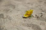 le climate resilience fund soutient des projets visant &agrave; renforcer la r&eacute;silience face aux changements climatiques, en prot&eacute;geant les communaut&eacute;s et les &eacute;cosyst&egrave;mes vuln&eacute;rables.