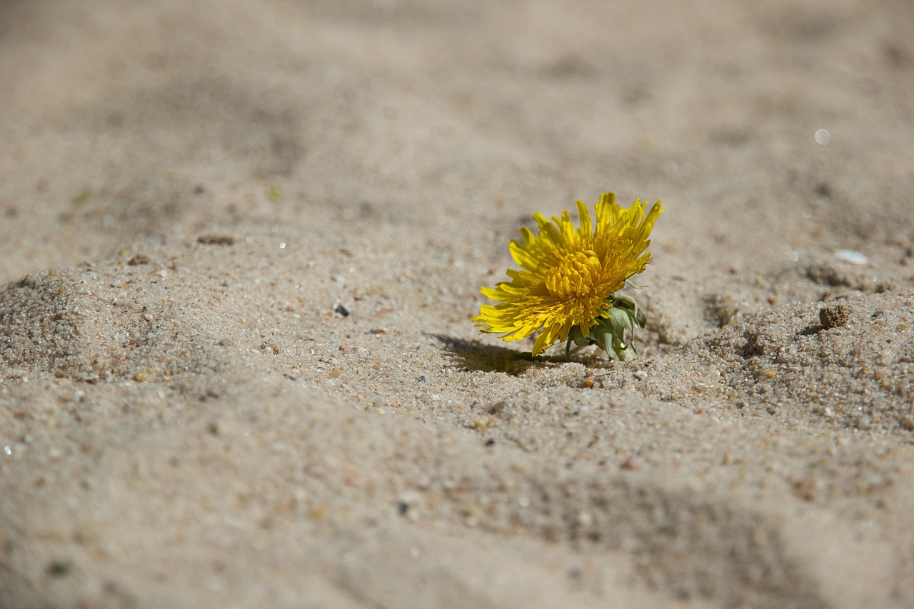 le climate resilience fund soutient des projets visant &agrave; renforcer la r&eacute;silience face aux changements climatiques, en prot&eacute;geant les communaut&eacute;s et les &eacute;cosyst&egrave;mes vuln&eacute;rables.