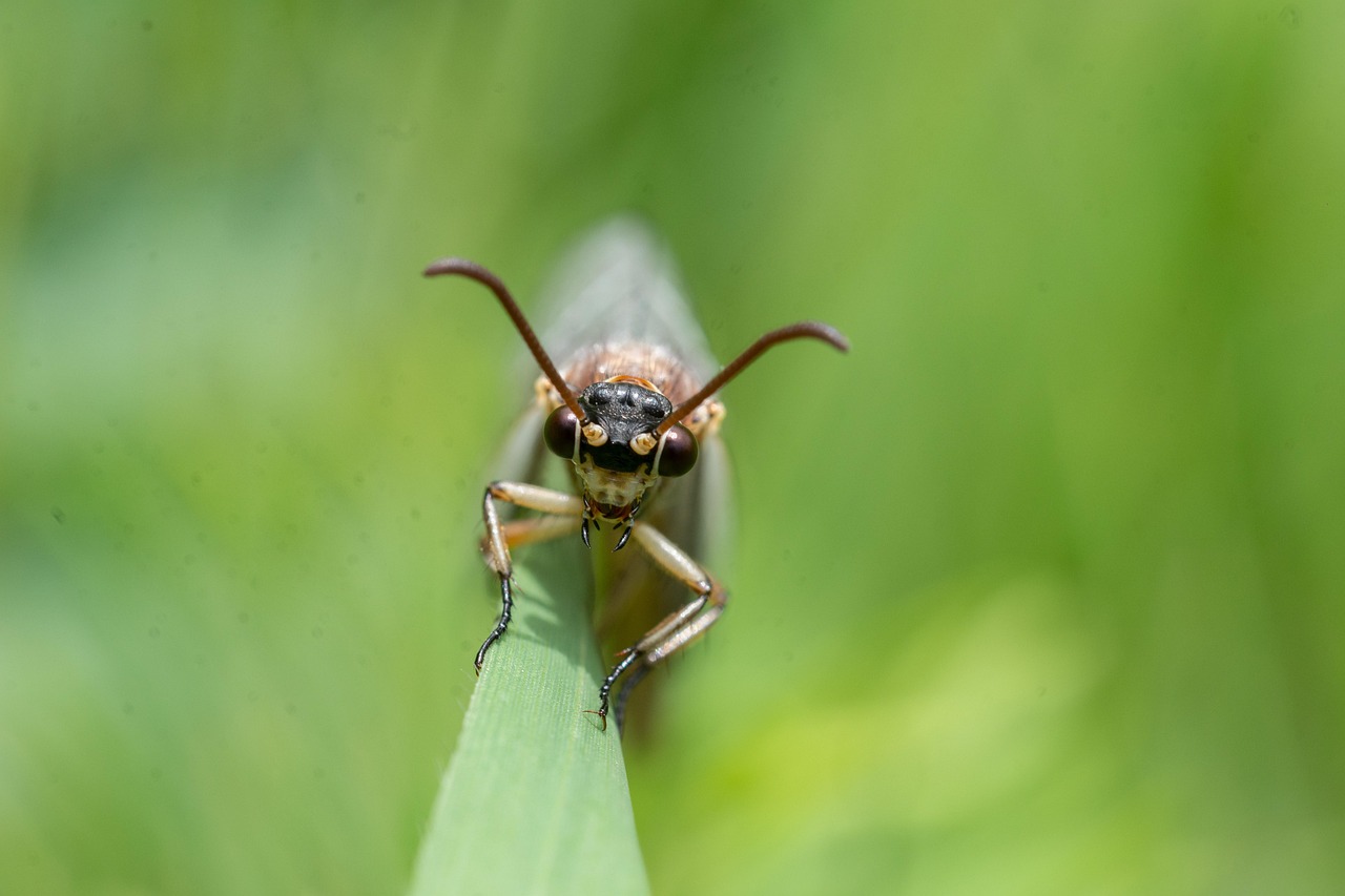 d&eacute;couvrez electric ant, une &oelig;uvre fascinante explorant les th&egrave;mes de l'identit&eacute; et de la r&eacute;alit&eacute; &agrave; travers une science-fiction captivante.