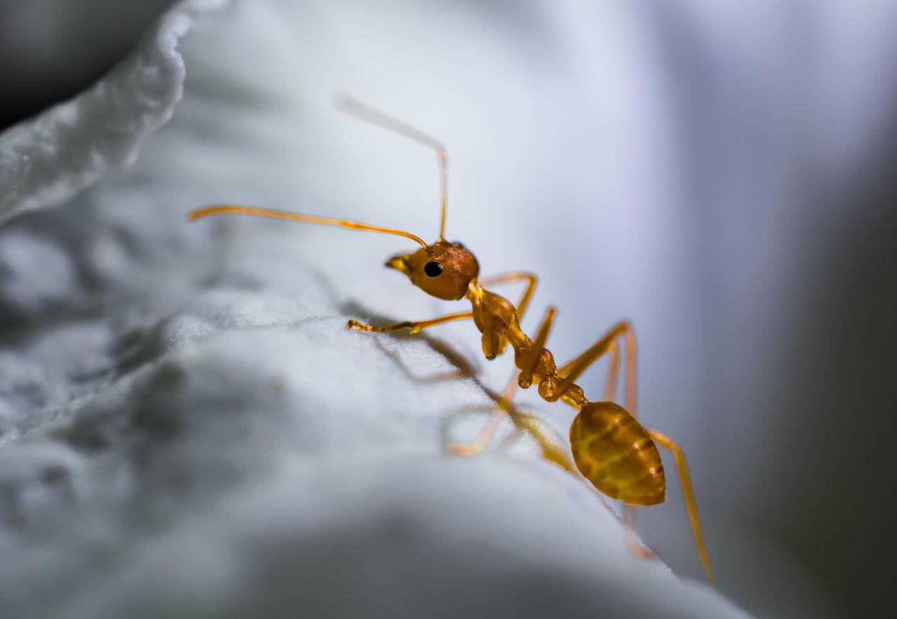 d&eacute;couvrez tout sur la fourmi &eacute;lectrique, un insecte fascinant connu pour sa capacit&eacute; unique &agrave; g&eacute;n&eacute;rer des d&eacute;charges &eacute;lectriques et son comportement &eacute;tonnant dans la nature.
