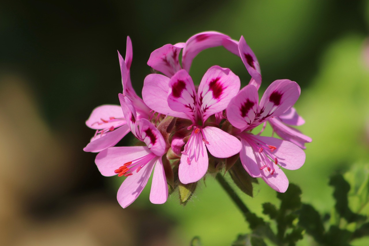 d&eacute;couvrez nos conseils et astuces pour cultiver de magnifiques g&eacute;raniums, des fleurs color&eacute;es id&eacute;ales pour embellir votre jardin ou balcon.